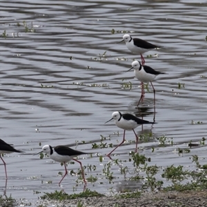 Himantopus leucocephalus at Fyshwick, ACT - 25 Sep 2024