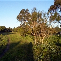 Viminaria juncea (Golden Spray) at Mount Eliza, VIC - 13 Sep 1997 by Jase