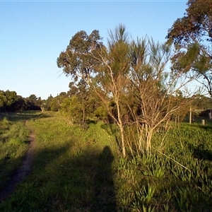 Viminaria juncea (Golden Spray) at Mount Eliza, VIC by Jase