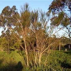 Viminaria juncea at Mount Eliza, VIC - 14 Sep 1997 07:44 AM