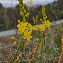 Bulbine glauca (Rock Lily) at Kambah, ACT - 25 Sep 2024 by BethanyDunne