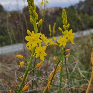 Bulbine glauca at Kambah, ACT - 25 Sep 2024 09:45 AM