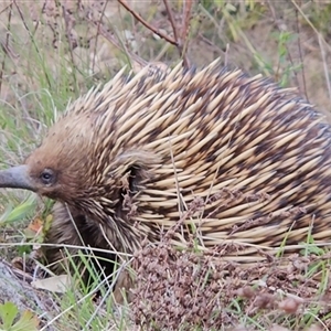 Tachyglossus aculeatus at Kambah, ACT - 25 Sep 2024