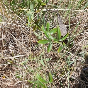 Passiflora caerulea at Bruce, ACT - 23 Sep 2024 12:04 PM