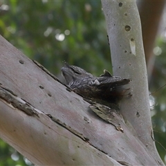 Podargus strigoides (Tawny Frogmouth) at Acton, ACT - 25 Sep 2024 by TimL