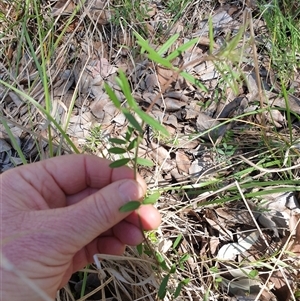 Vicia sativa at Bruce, ACT - 23 Sep 2024