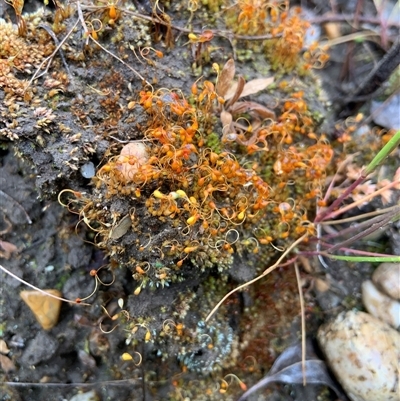 Funaria hygrometrica (Moss) at Mundarlo, NSW - 25 Sep 2024 by Tullymorgan1