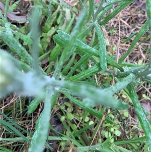 Pseudognaphalium luteoalbum at Mundarlo, NSW - 25 Sep 2024