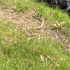 Pseudonaja textilis (Eastern Brown Snake) at Mundarlo, NSW - 24 Sep 2024 by Tullymorgan1