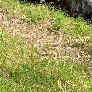 Pseudonaja textilis at Mundarlo, NSW - 24 Sep 2024