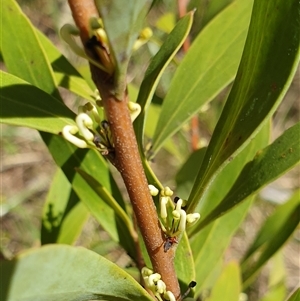 Hakea salicifolia at Bruce, ACT - 23 Sep 2024