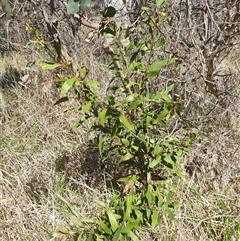 Hakea salicifolia at Bruce, ACT - 23 Sep 2024