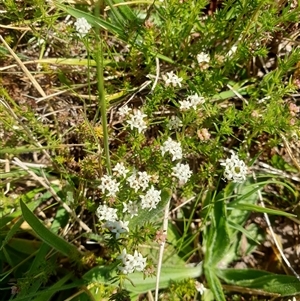 Asperula conferta at Bruce, ACT - 23 Sep 2024 11:57 AM