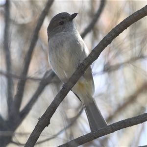 Pachycephala pectoralis at Hackett, ACT - 23 Sep 2024