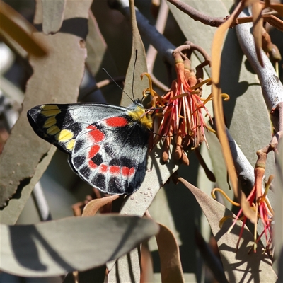 Delias harpalyce (Imperial Jezebel) at Watson, ACT - 23 Sep 2024 by MichaelWenke