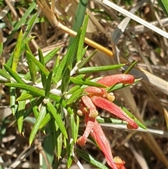 Grevillea sp. (Grevillea) at Bruce, ACT - 23 Sep 2024 by Jeanette