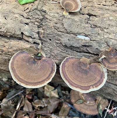 Unidentified Fungus at Bagotville, NSW - 24 Sep 2024 by Bagotville