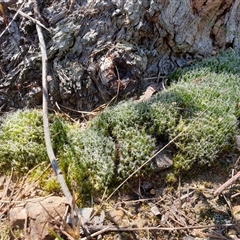 Campylopus introflexus at Bruce, ACT - 23 Sep 2024 by Jeanette