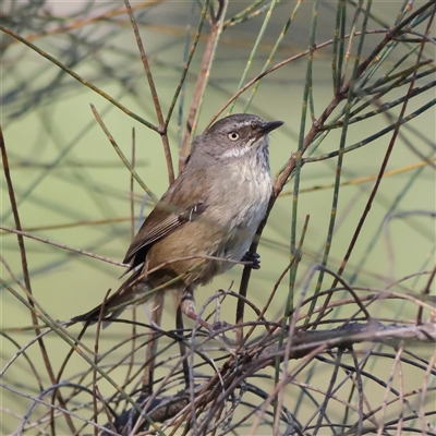 Sericornis frontalis (White-browed Scrubwren) at Watson, ACT - 23 Sep 2024 by MichaelWenke