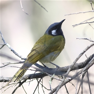 Nesoptilotis leucotis at Watson, ACT - 23 Sep 2024