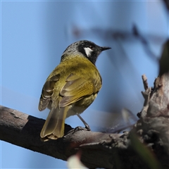 Nesoptilotis leucotis at Watson, ACT - 23 Sep 2024 12:38 PM