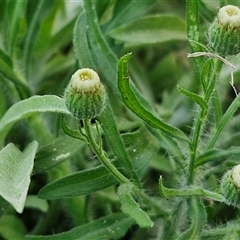 Erigeron bonariensis (Flaxleaf Fleabane) at Moreton Island, QLD - 25 Sep 2024 by trevorpreston