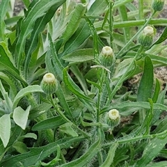 Erigeron bonariensis at Moreton Island, QLD - 25 Sep 2024