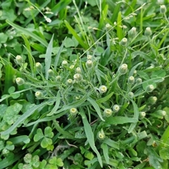 Erigeron bonariensis at Moreton Island, QLD - 25 Sep 2024