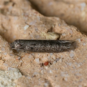 Blastobasis (genus) at Harrison, ACT - 22 Sep 2024