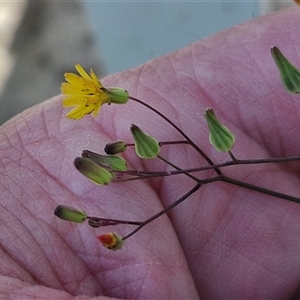 Crepis capillaris at Moreton Island, QLD by trevorpreston