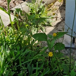 Youngia japonica at Moreton Island, QLD - 25 Sep 2024 12:31 PM