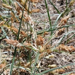 Spinifex sericeus (Beach Grass) at Moreton Island, QLD - 25 Sep 2024 by trevorpreston