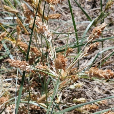 Spinifex sericeus (Beach Grass) at Moreton Island, QLD - 25 Sep 2024 by trevorpreston