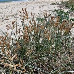 Spinifex sericeus at Moreton Island, QLD - 25 Sep 2024 12:28 PM