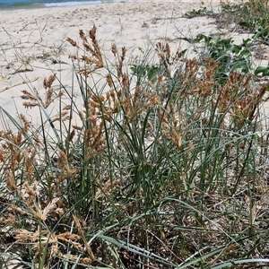 Spinifex sericeus at Moreton Island, QLD - 25 Sep 2024