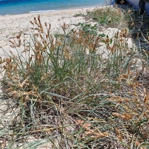 Spinifex sericeus at Moreton Island, QLD - 25 Sep 2024