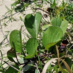 Macroptilium atropurpureum (Siratro) at Moreton Island, QLD - 25 Sep 2024 by trevorpreston