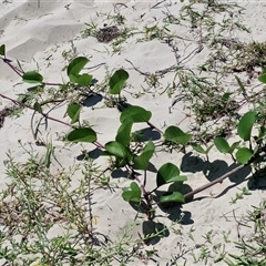 Macroptilium atropurpureum at Moreton Island, QLD - 25 Sep 2024 12:23 PM
