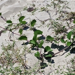 Macroptilium atropurpureum at Moreton Island, QLD - 25 Sep 2024