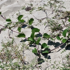 Macroptilium atropurpureum at Moreton Island, QLD - 25 Sep 2024 12:23 PM