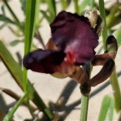 Macroptilium atropurpureum at Moreton Island, QLD - 25 Sep 2024