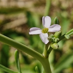 Unidentified Other Wildflower or Herb at Moreton Island, QLD - 25 Sep 2024 by trevorpreston