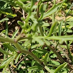 Cakile maritima at Moreton Island, QLD - 25 Sep 2024