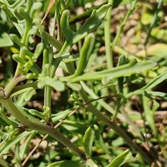 Cakile maritima at Moreton Island, QLD - 25 Sep 2024