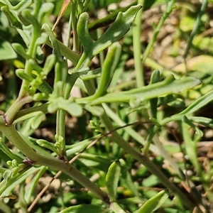 Cakile maritima at Moreton Island, QLD - 25 Sep 2024