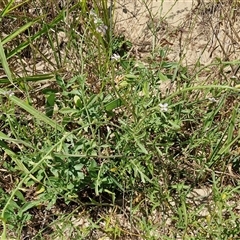 Cakile maritima at Moreton Island, QLD - 25 Sep 2024