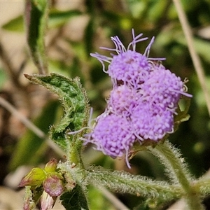 Ageratum houstonianum at Moreton Island, QLD - 25 Sep 2024 12:20 PM