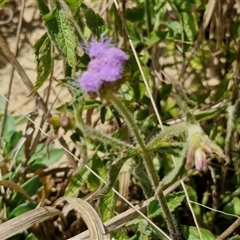 Ageratum houstonianum at Moreton Island, QLD - 25 Sep 2024