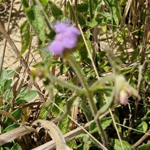 Ageratum houstonianum at Moreton Island, QLD - 25 Sep 2024 12:20 PM