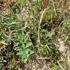 Ageratum houstonianum at Moreton Island, QLD - 25 Sep 2024